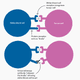 Immunotherapy action